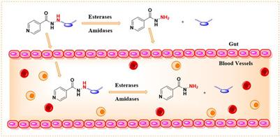 Isoniazid-historical development, metabolism associated toxicity and a perspective on its pharmacological improvement